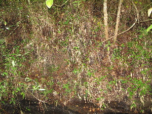  ( - XAL-17)  @11 [ ] Copyright  T. Mejia 2010 Unspecified