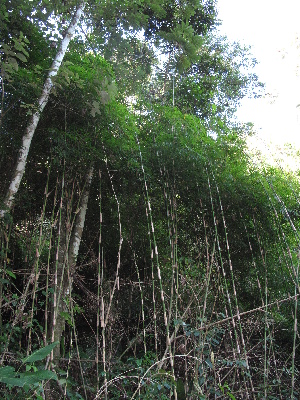  ( - XAL-21)  @11 [ ] Copyright  T. Mejia 2010 Unspecified