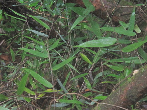  ( - XAL-63)  @11 [ ] Copyright  T. Mejia 2010 Unspecified