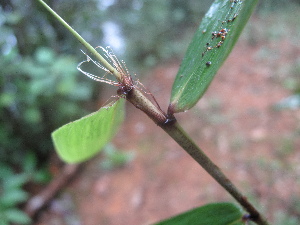  ( - XAL-63)  @11 [ ] Copyright  T. Mejia 2010 Unspecified