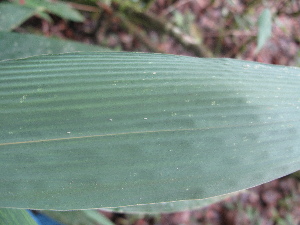  ( - XAL-64)  @11 [ ] Copyright  T. Mejia 2010 Unspecified