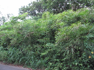  ( - XAL-73)  @11 [ ] Copyright  T. Mejia 2010 Unspecified