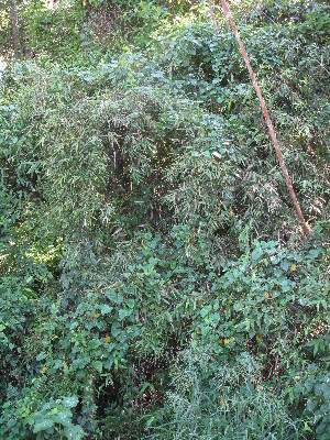  ( - XAL-8)  @11 [ ] Copyright  T. Mejia 2010 Unspecified