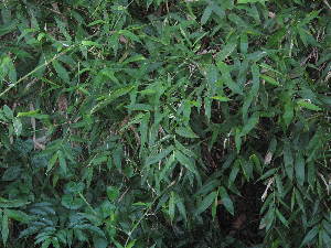  ( - XAL-8)  @11 [ ] Copyright  T. Mejia 2010 Unspecified