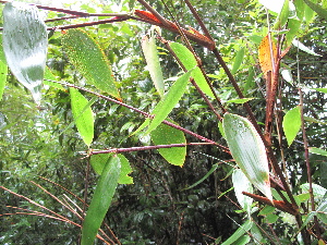  ( - XAL-112)  @11 [ ] Copyright  T. Mejia 2012 Unspecified