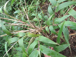  (Chusquea lanceolata - XAL-115)  @11 [ ] Copyright  T. Mejia 2012 Unspecified