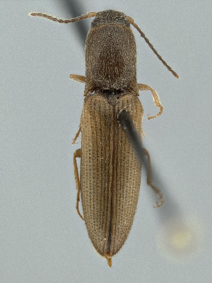  ( - CCDB-19515-A05)  @11 [ ] by-nc-nd (2024) Hume Douglas Agriculture and Agri-Food Canada