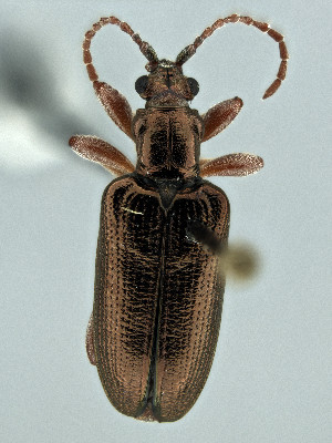  (Plateumaris shoemakeri - CCDB-19515-D07)  @11 [ ] by-nc-nd (2024) Hume Douglas Agriculture and Agri-Food Canada