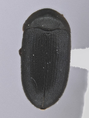  (Eustrophopsis confinis - CCDB-19515-G02)  @11 [ ] by-nc-nd (2024) Hume Douglas Agriculture and Agri-Food Canada