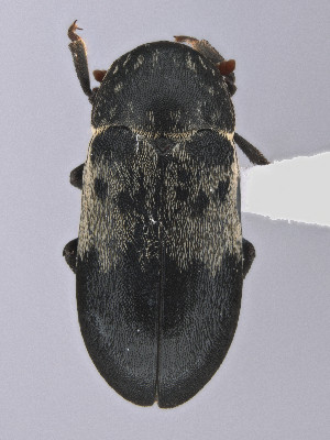  (Dermestes reductus - CCDB-19515-G04)  @11 [ ] by-nc-nd (2024) Hume Douglas Agriculture and Agri-Food Canada