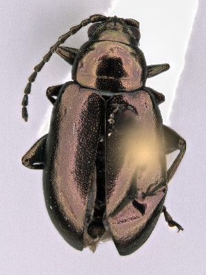  (Altica canadensis - CCDB-40914-A05)  @11 [ ] by-nc-nd (2024) Hume Douglas Agriculture and Agri-Food Canada