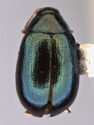  (Dibolia penstemonis - CCDB-40914-A08)  @11 [ ] by-nc-nd (2024) Hume Douglas Agriculture and Agri-Food Canada