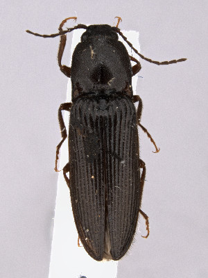  (Hemicrepidius brooksi - CCDB-40914-B12)  @11 [ ] by-nc-nd (2024) Hume Douglas Agriculture and Agri-Food Canada