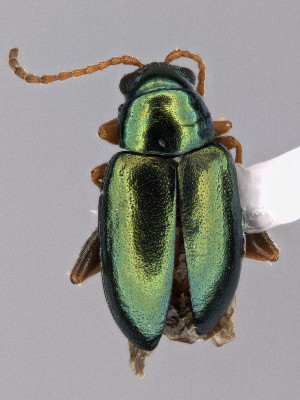  (Altica knabii - CCDB-40914-C02)  @11 [ ] by-nc-nd (2024) Hume Douglas Agriculture and Agri-Food Canada