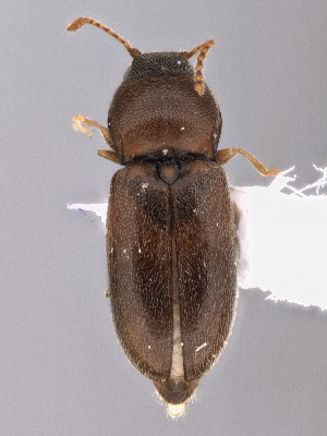  ( - CCDB-40914-D11)  @11 [ ] by-nc-nd (2024) Hume Douglas Agriculture and Agri-Food Canada