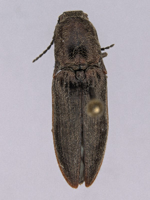  ( - CCDB-40914-E11)  @11 [ ] by-nc-nd (2024) Hume Douglas Agriculture and Agri-Food Canada