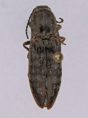  ( - CCDB-40914-E12)  @11 [ ] by-nc-nd (2024) Hume Douglas Agriculture and Agri-Food Canada