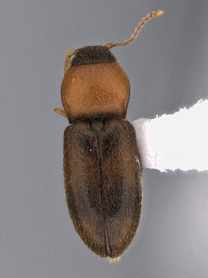  ( - CCDB-40914-F09)  @11 [ ] by-nc-nd (2024) Hume Douglas Agriculture and Agri-Food Canada