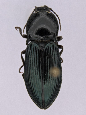  ( - CCDB-40914-F12)  @11 [ ] by-nc-nd (2024) Hume Douglas Agriculture and Agri-Food Canada