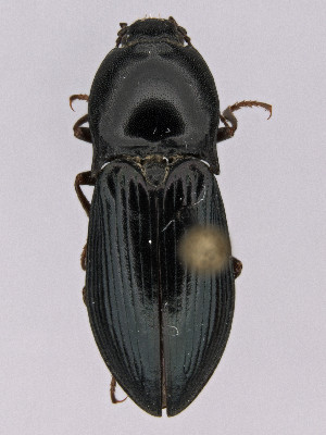  ( - CCDB-40914-G01)  @11 [ ] by-nc-nd (2024) Hume Douglas Agriculture and Agri-Food Canada