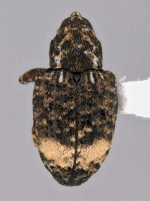  (Conotrachelus buchanani - CCDB-40914-H10)  @11 [ ] by-nc-nd (2024) Hume Douglas Agriculture and Agri-Food Canada