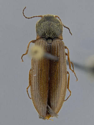  ( - CCDB-40915-A01)  @11 [ ] by-nc-nd (2025) Hume Douglas Agriculture and Agri-Food Canada