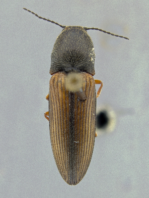  ( - CCDB-40915-A05)  @11 [ ] by-nc-nd (2025) Hume Douglas Agriculture and Agri-Food Canada