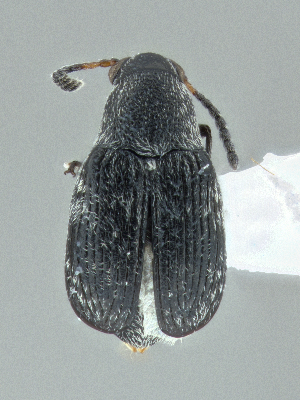  (Acanthoscelides tenuis - CCDB-40915-B01)  @11 [ ] by-nc-nd (2025) Hume Douglas Agriculture and Agri-Food Canada