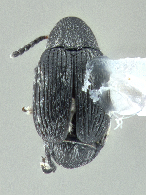  ( - CCDB-40915-B02)  @11 [ ] by-nc-nd (2025) Hume Douglas Agriculture and Agri-Food Canada