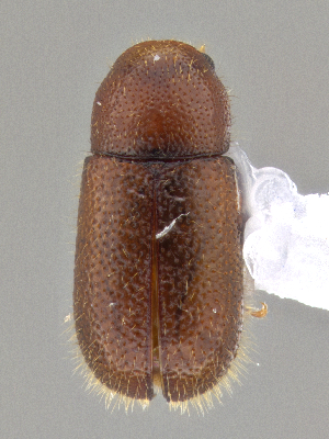  ( - CCDB-40915-B08)  @11 [ ] by-nc-nd (2025) Hume Douglas Agriculture and Agri-Food Canada