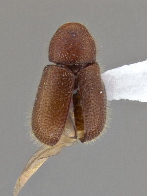  ( - CCDB-40915-B09)  @11 [ ] by-nc-nd (2025) Hume Douglas Agriculture and Agri-Food Canada