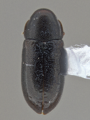  ( - CCDB-40915-B10)  @11 [ ] by-nc-nd (2025) Hume Douglas Agriculture and Agri-Food Canada