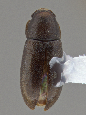  ( - CCDB-40915-B11)  @11 [ ] by-nc-nd (2025) Hume Douglas Agriculture and Agri-Food Canada