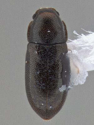  ( - CCDB-40915-B12)  @11 [ ] by-nc-nd (2025) Hume Douglas Agriculture and Agri-Food Canada