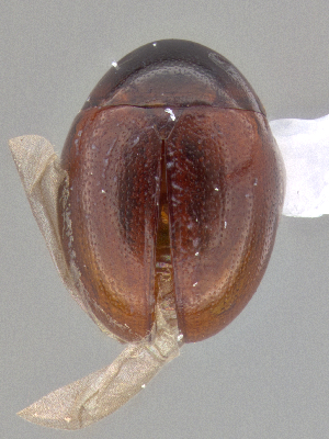  (Cyrtusa - CCDB-40915-C03)  @11 [ ] by-nc-nd (2025) Hume Douglas Agriculture and Agri-Food Canada