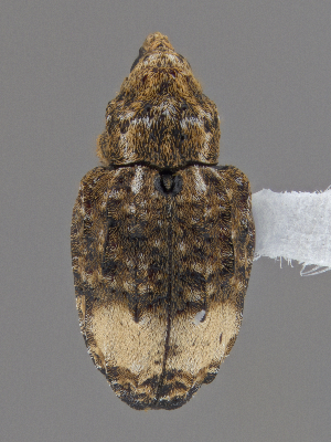  ( - CCDB-40915-C06)  @11 [ ] by-nc-nd (2025) Hume Douglas Agriculture and Agri-Food Canada