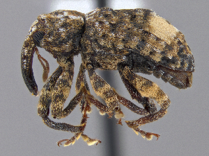  ( - CCDB-40915-C07)  @11 [ ] by-nc-nd (2025) Hume Douglas Agriculture and Agri-Food Canada