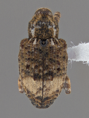  ( - CCDB-40915-C08)  @11 [ ] by-nc-nd (2025) Hume Douglas Agriculture and Agri-Food Canada