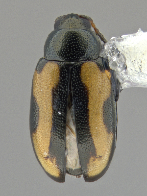  (Phyllotreta constricta - CCDB-40915-D09)  @11 [ ] by-nc-nd (2025) Hume Douglas Agriculture and Agri-Food Canada