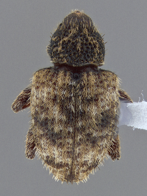  (Conotrachelus cameronensis - CCDB-40915-D10)  @11 [ ] by-nc-nd (2025) Hume Douglas Agriculture and Agri-Food Canada