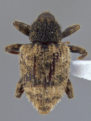  ( - CCDB-40915-D11)  @11 [ ] by-nc-nd (2025) Hume Douglas Agriculture and Agri-Food Canada