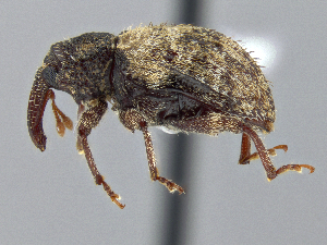  ( - CCDB-40915-D12)  @11 [ ] by-nc-nd (2025) Hume Douglas Agriculture and Agri-Food Canada