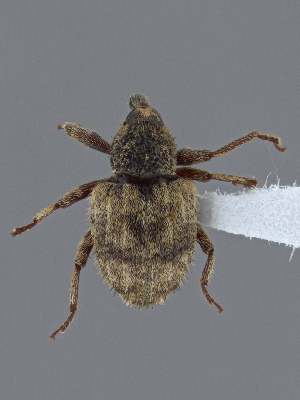  ( - CCDB-40915-F01)  @11 [ ] by-nc-nd (2025) Hume Douglas Agriculture and Agri-Food Canada