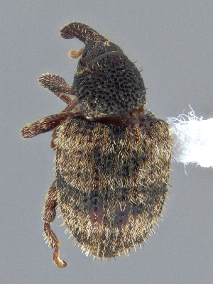  ( - CCDB-40915-F02)  @11 [ ] by-nc-nd (2025) Hume Douglas Agriculture and Agri-Food Canada