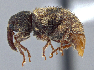  ( - CCDB-40915-F03)  @11 [ ] by-nc-nd (2025) Hume Douglas Agriculture and Agri-Food Canada