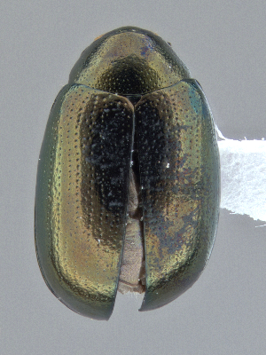  ( - CCDB-40915-F04)  @11 [ ] by-nc-nd (2025) Hume Douglas Agriculture and Agri-Food Canada