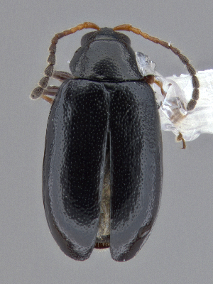  ( - CCDB-40915-G10)  @11 [ ] by-nc-nd (2025) Hume Douglas Agriculture and Agri-Food Canada