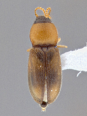  ( - CCDB-50410-C02)  @11 [ ] by-nc-nd (2025) Hume Douglas Agriculture and Agri-Food Canada