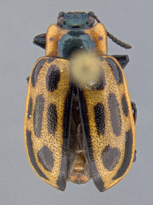  (Chrysomela confluens - CCDB-50410-C05)  @11 [ ] by-nc-nd (2025) Hume Douglas Agriculture and Agri-Food Canada