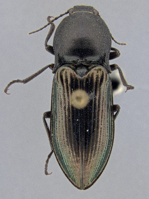  ( - CCDB-50410-C07)  @11 [ ] by-nc-nd (2025) Hume Douglas Agriculture and Agri-Food Canada